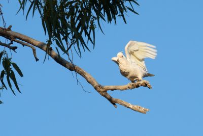 Across the Simpson
 Hero