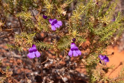 Across the Simpson
 Hero