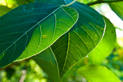 20100703-0384.jpg