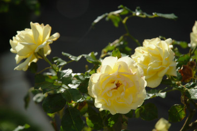20080328-0530.jpg