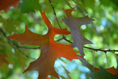 DSC_0932.jpg
