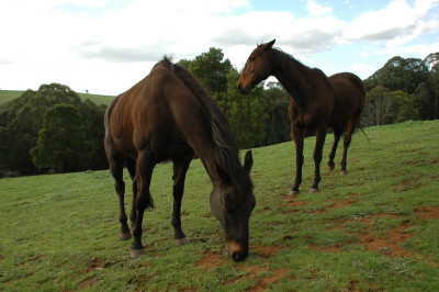 20090920-0109.jpg