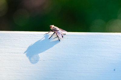 20100703-0358.jpg
