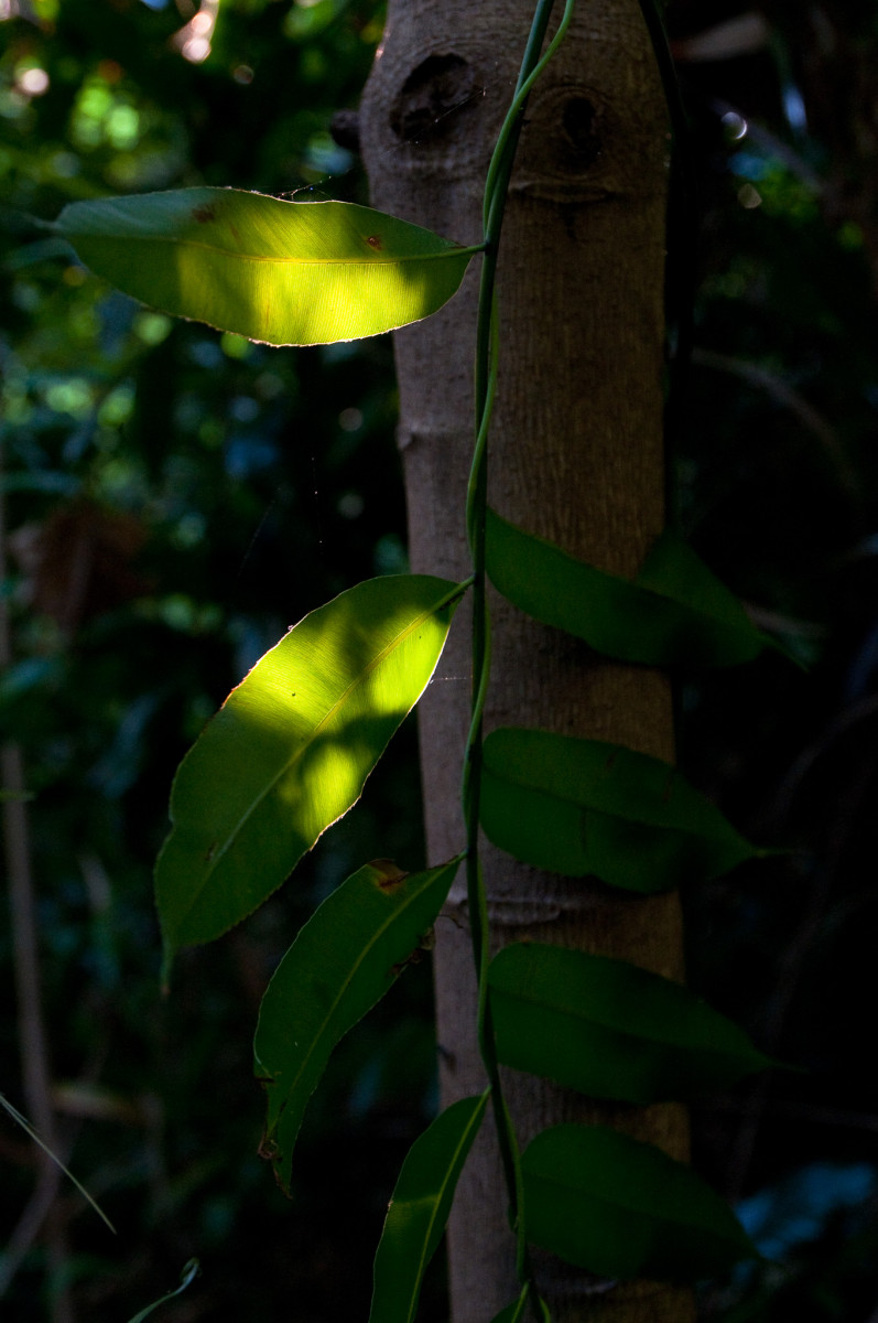 20100703-0392