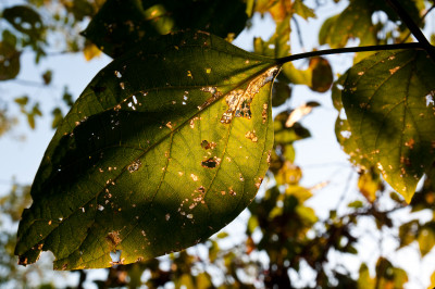 20100703-0393.jpg