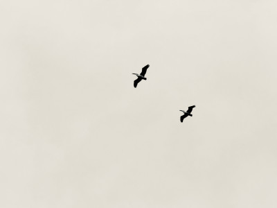 IMG_4349.jpeg