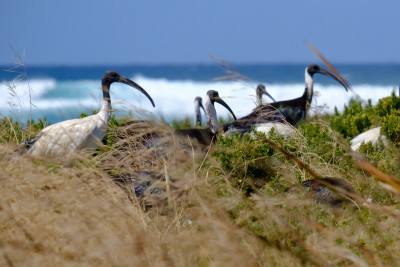 Warrnambool - Christmas 2019 Warrnambool - Christmas 2019