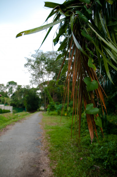 Bukit Brown Cemetery